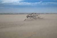 Branch on the beach