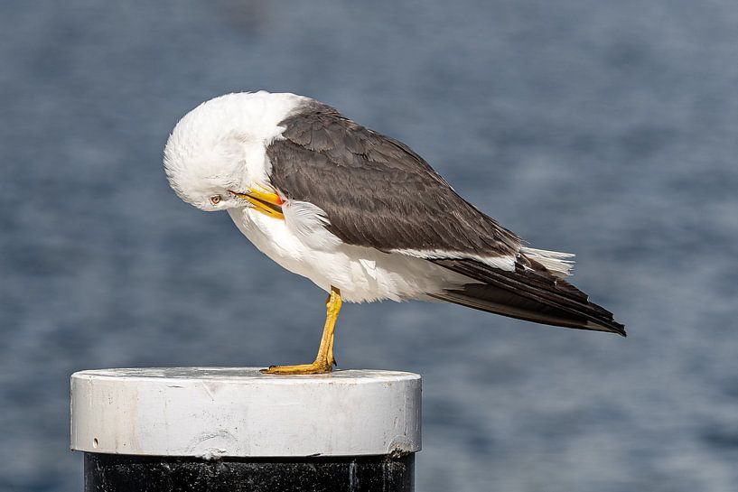 Goéland par Michael Roubos