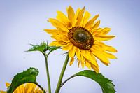 Sunflower: nature's work of art