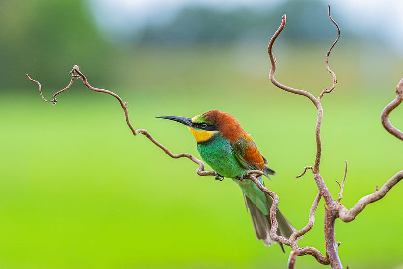 Bee-eater in nature by Aandenken in Beeld