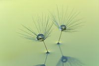 Saatgutflaum des Wiesen-Bocksbart (Tragopogon)