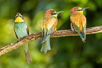 Three European bee-eaters
