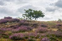 Met heide begroeide duinen met bomen bij Bergen, Nederland