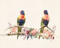 2 oiseaux arc-en-ciel