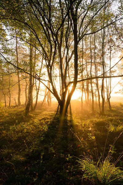 Deeler forest in the morning by JorDieFotografie