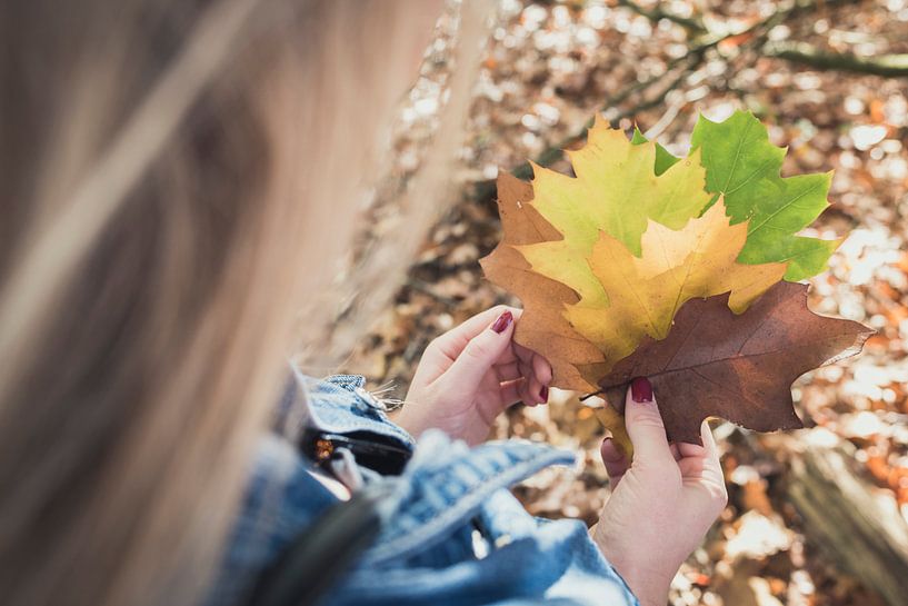 Autumn leaves by Perry Wiertz