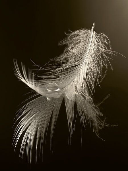 Still life of peace and balance: A drop resting on a feather by Marjolijn van den Berg