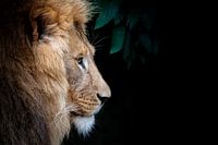 Leeuw op zwart