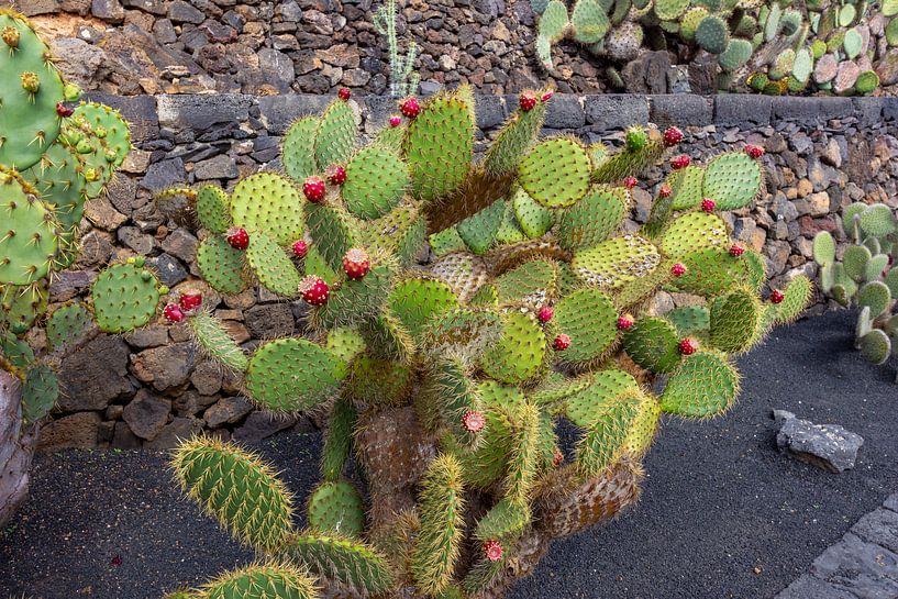 Feigenkaktus (Opuntia) mit roten Früchten auf der Kanareninsel Lanzarote by Reiner Conrad