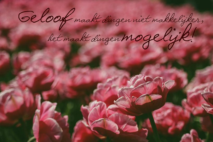 Tulpenfeld mit christlichem Zitat von Wilma Meurs