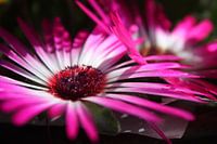 Eisblumen in der Sonne