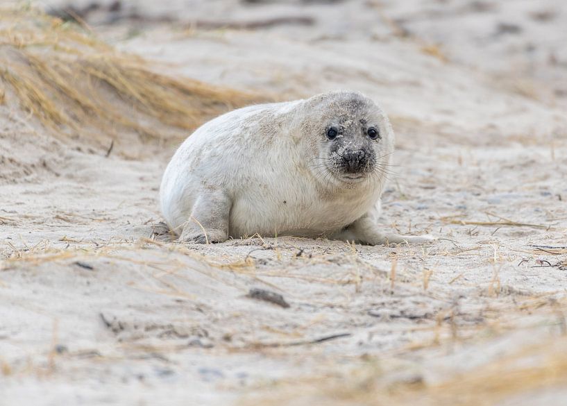 Jonge grijze zeehond op Helgoland von Sven Scraeyen