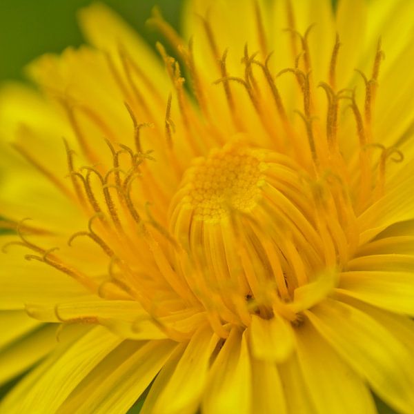 Paardebloem macro par Kristof Lauwers