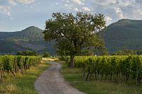 Weinberg in Elsas mit den Vogesen im Hintergrund (Landschaft)