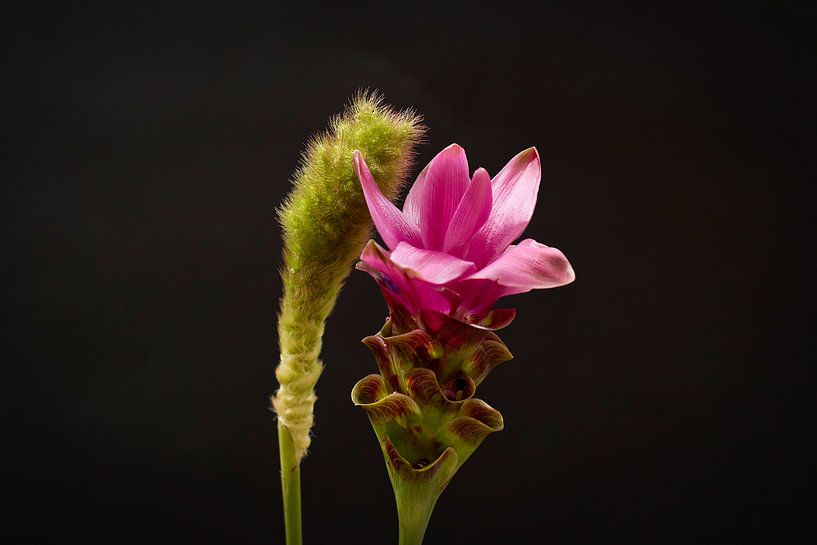 Carcuma met siergras. prachtige snijbloem ook wel Thaise tulp genoemd par WeVaFotografie