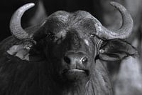 Cape Büffel Porträt