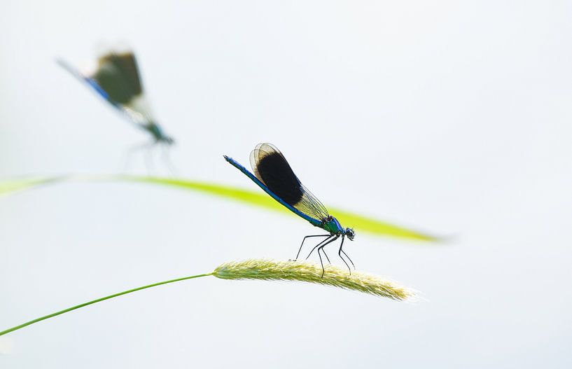 Deux demoiselles des prés par Danny Slijfer Natuurfotografie