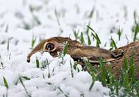 Hase im Schnee