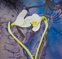 Perce-neige flottant