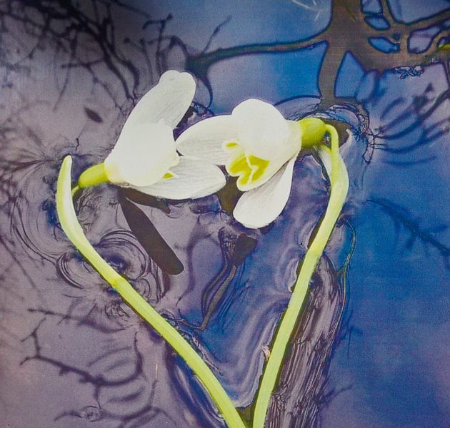 floating snowdrop van YVON Bilderbeek