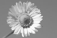 Madeliefje (Daisy Flower B&W)
