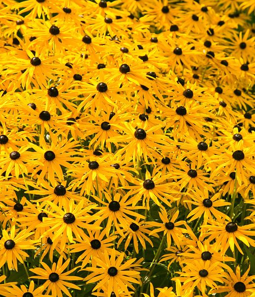Rudbeckia by Bo Valentino
