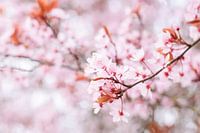 Blossom in the spring