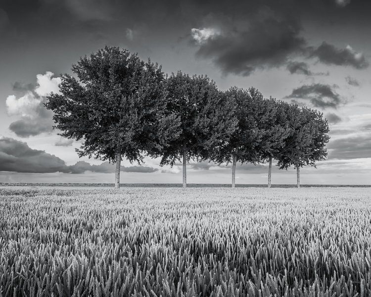 Arbres alignés dans le Johannes Kerkhovenpolder dans la province de Groningen en noir et blanc par Marga Vroom
