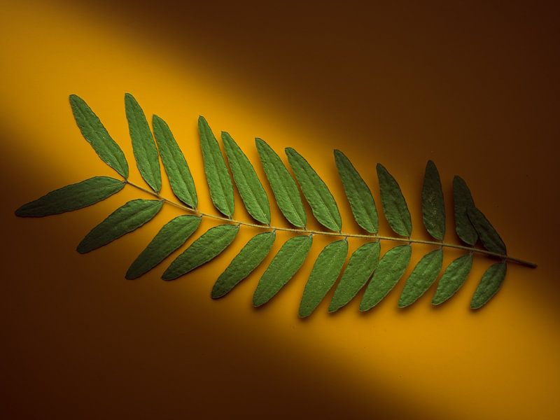 Ast mit Blättern in einer Lichtspur von Mariska Vereijken