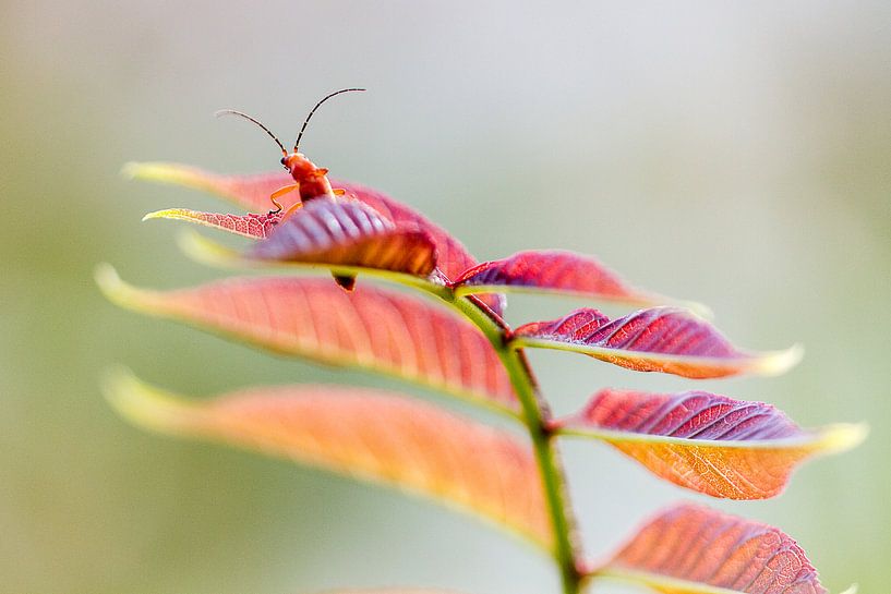 Kleine rode weekschildkever par Michiel Leegerstee