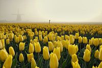 Gelbe Tulpen im Nebel bei der Mühle von Obdam