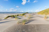 Dunes and marram on the beach of Terschelling, Netherlands