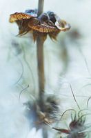 Dream of every basil seed pod