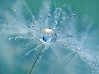 Aqua Fresh (Druppel op Pluis)