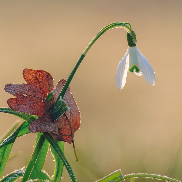 Snowdrop with a dead leaf by Quirina Kamoen