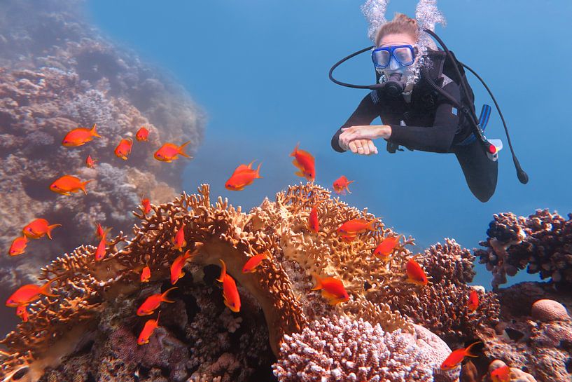 Young Dutch woman dives into the sea near coral reef and shoal of orange fish by Ben Schonewille