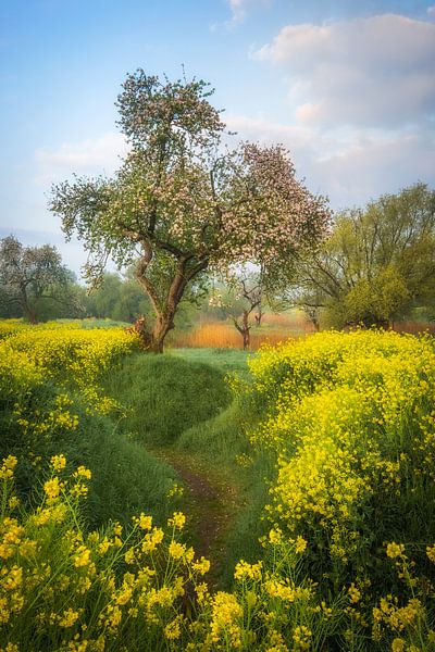 Rêve de printemps par Moetwil en van Dijk - Fotografie