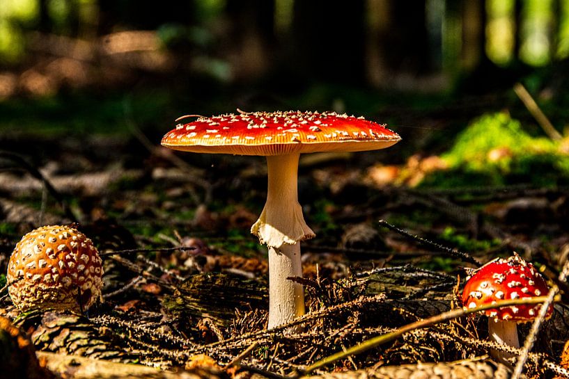 Natur Pilze von Johnny Flash