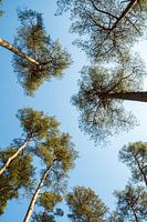 Hoge bomen en blauwe lucht