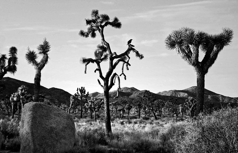 Joshua Tree 04 von Peter Bongers