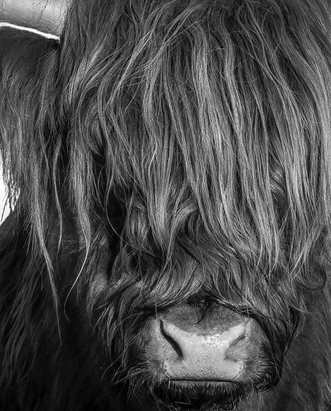 Schottischer Highlander in Schwarz und Weiß von By Marjolein Design