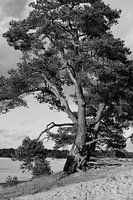 A Scots pine in black and white