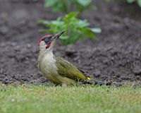 Green woodpecker in all its glory!