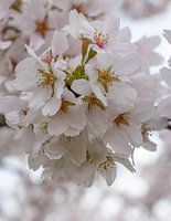 Cherry Blossom