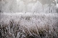 Winterlandschap op de Kampina