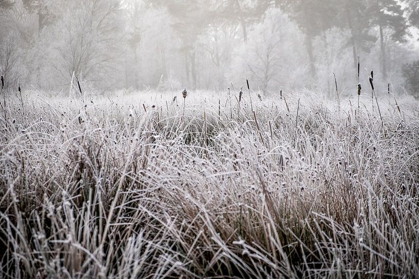 Winterlandschap op de Kampina par H Verdurmen