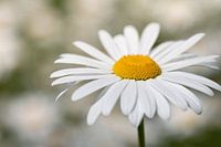 Marguerite blanche avec pollen jaune