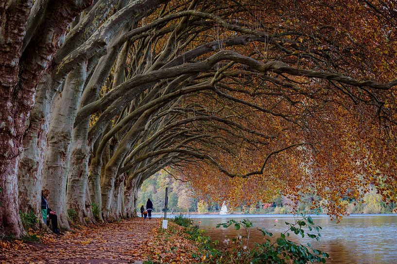 Avenue on the lakeside by Jürgen Schmittdiel Photography