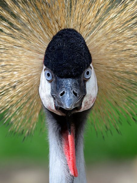 Kraanvogel by Jan  Soeterbroek