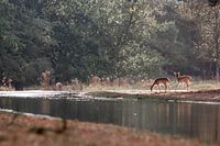 Daims au soleil | animaux sauvages Amsterdamse waterleidingduinen | photoprint dunes daims